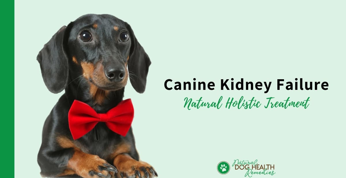 Canine Kidney Failure