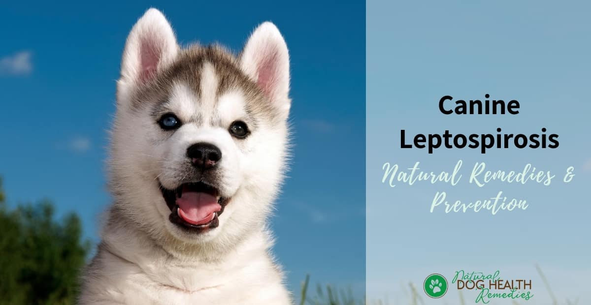 Canine Leptospirosis