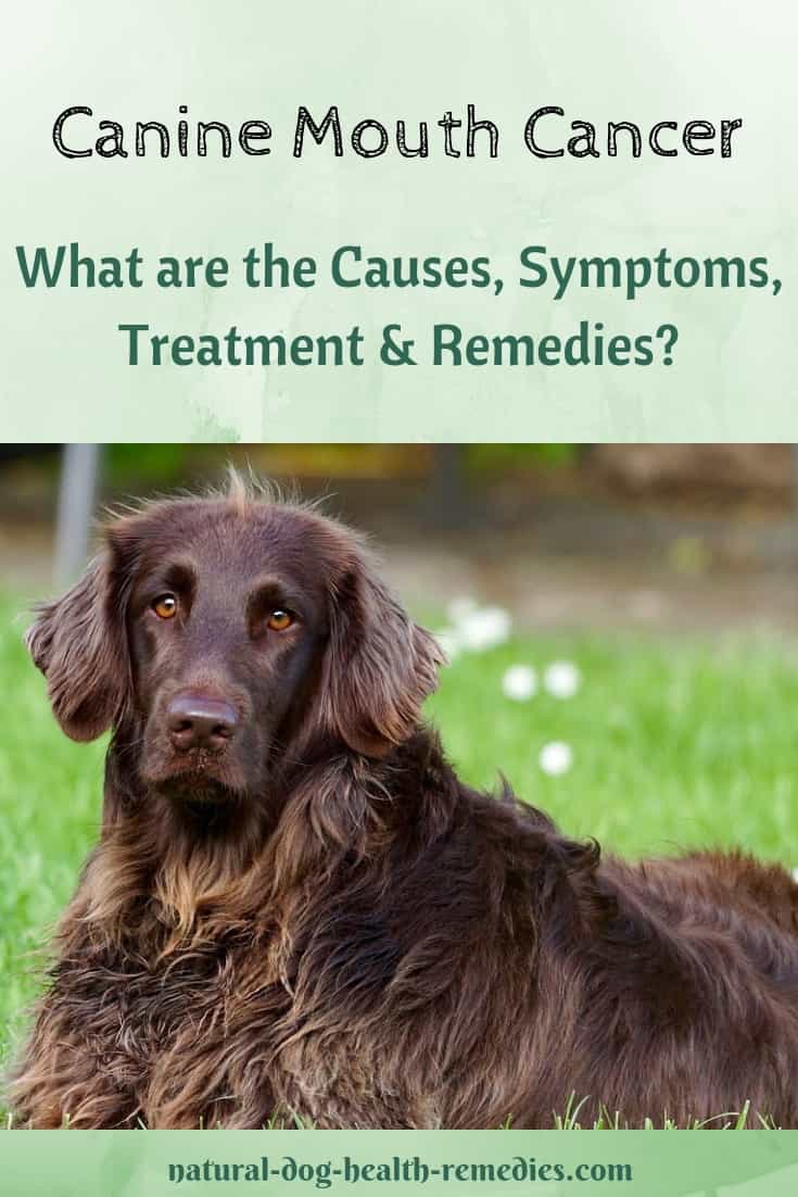 What Are The Symptoms Of Oral Cancer In Dogs