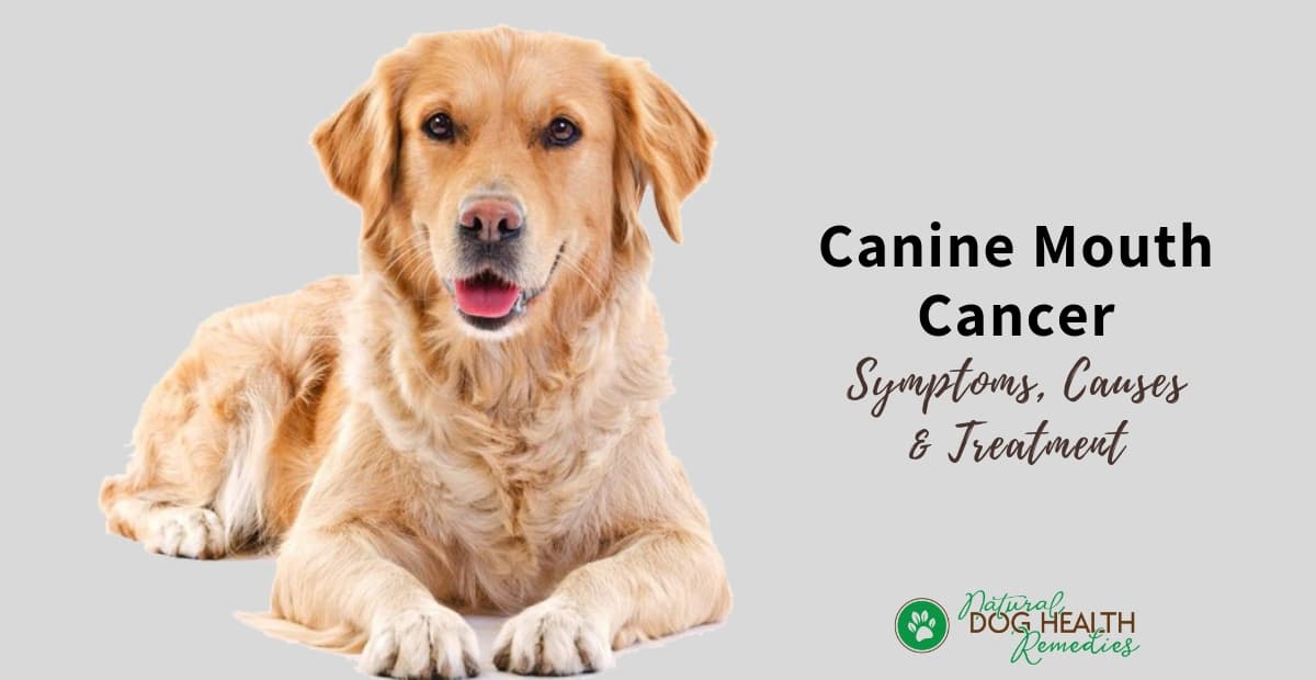 Canine Mouth Cancer