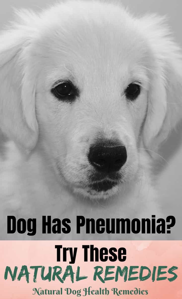 Dog Pneumonia Home Treatment