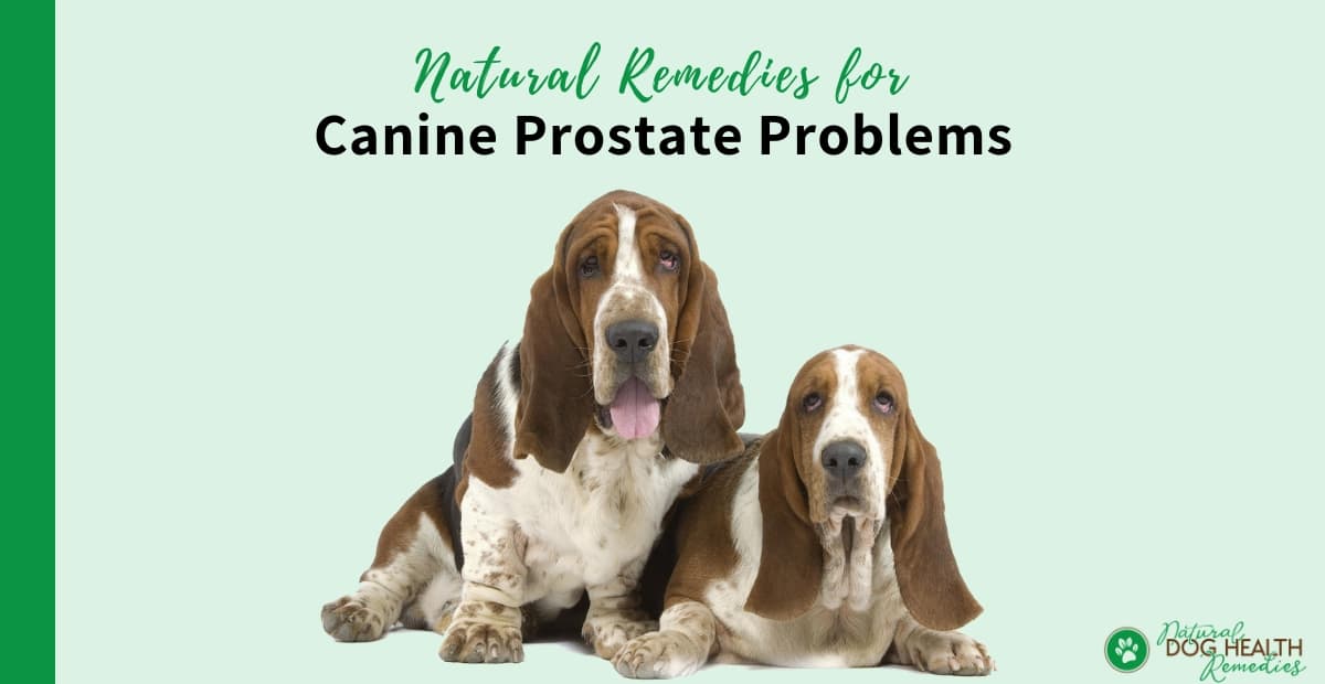 Canine Prostate Remedies