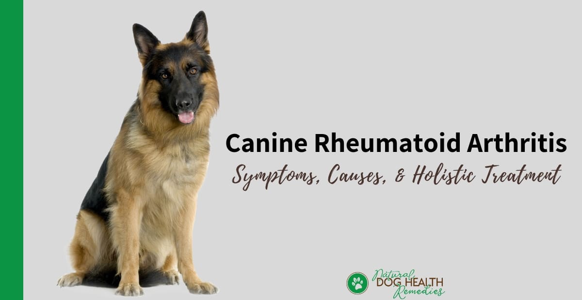 Canine Rheumatoid Arthritis