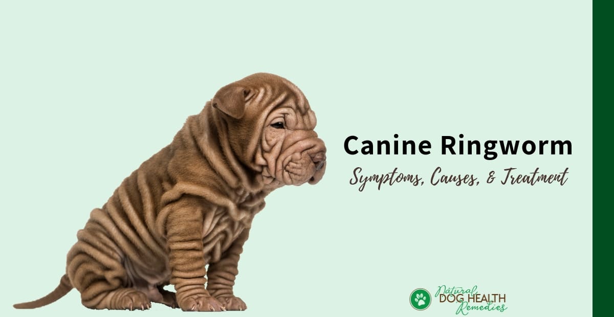 Canine Ringworm