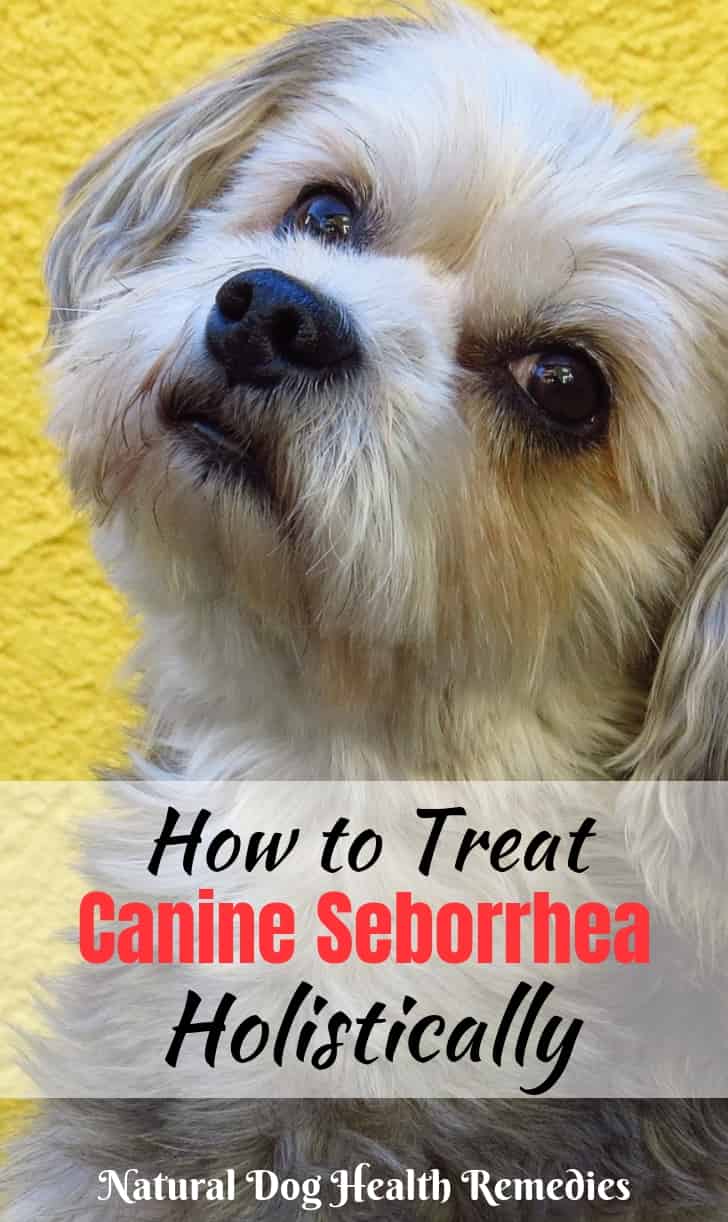 Canine Seborrhea Natural Remedies
