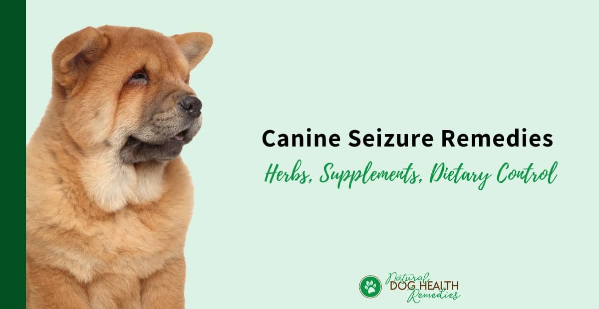 Canine Seizure Remedies