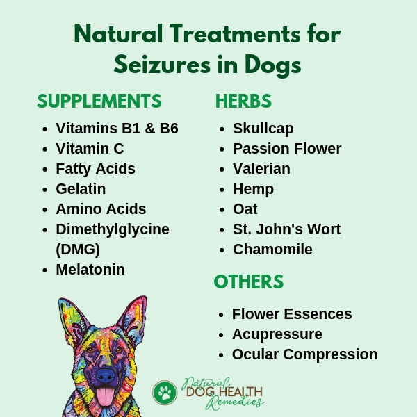 Home Treatments for Canine Seizures