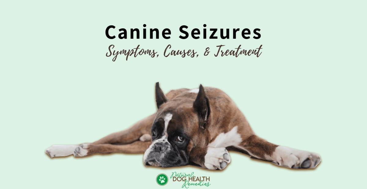 Canine Seizures