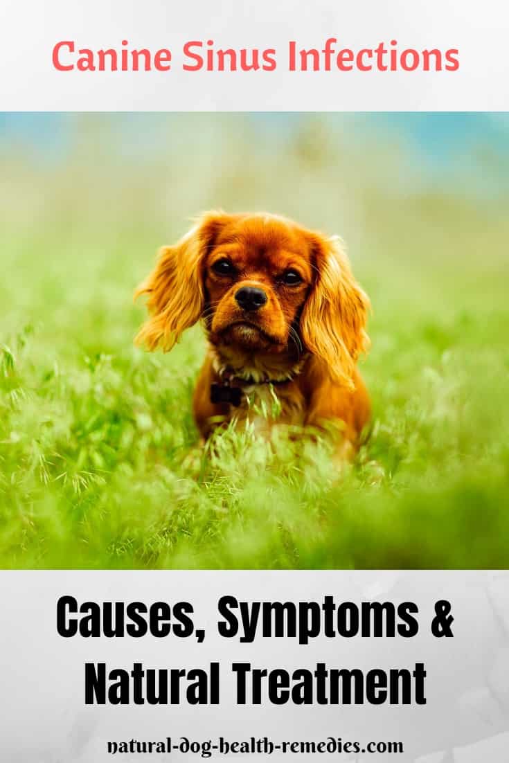 Canine Sinus Infection Treatment