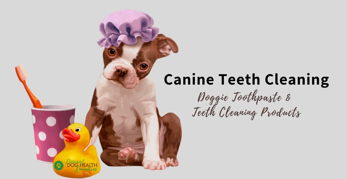 Canine Teeth Cleaning