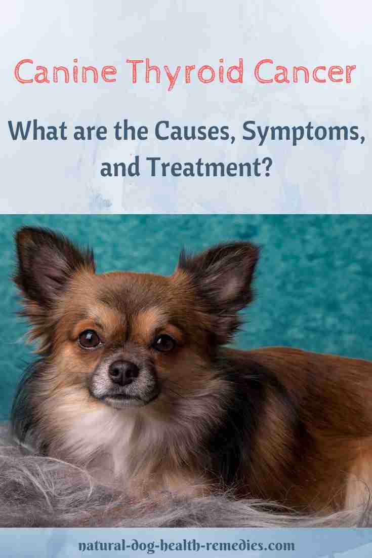 Canine Thyroid Cancer Treatment