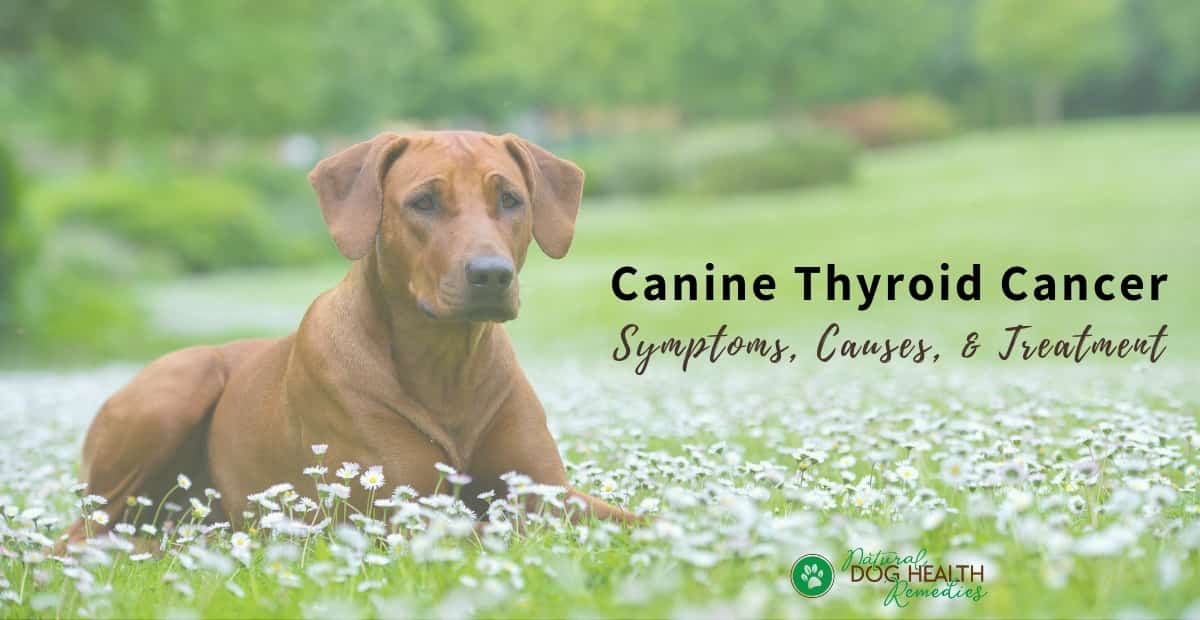 Canine Thyroid Cancer