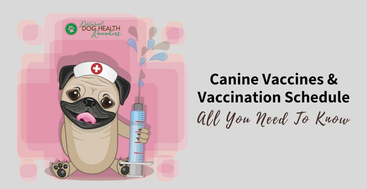 Pug Dog Vaccination Chart