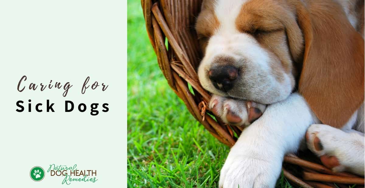 Caring for Sick Dogs At Home