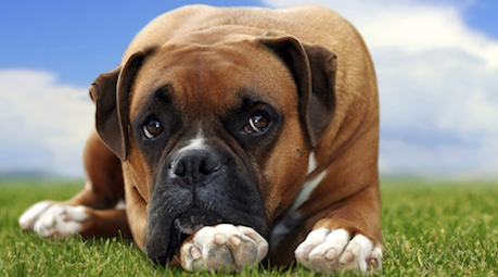 Dog on Grass
