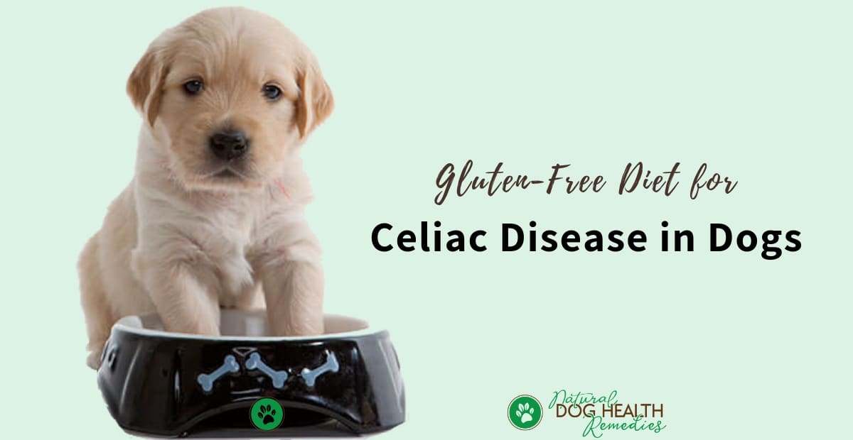 Celiac Disease in Dogs