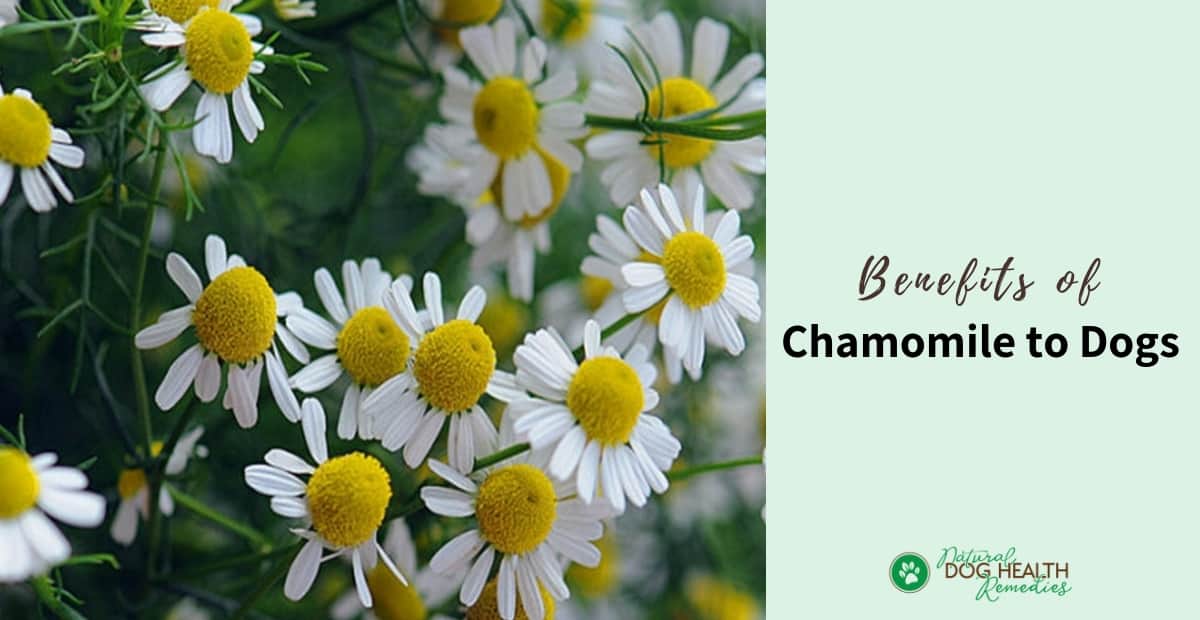 Chamomile Benefits for Dogs