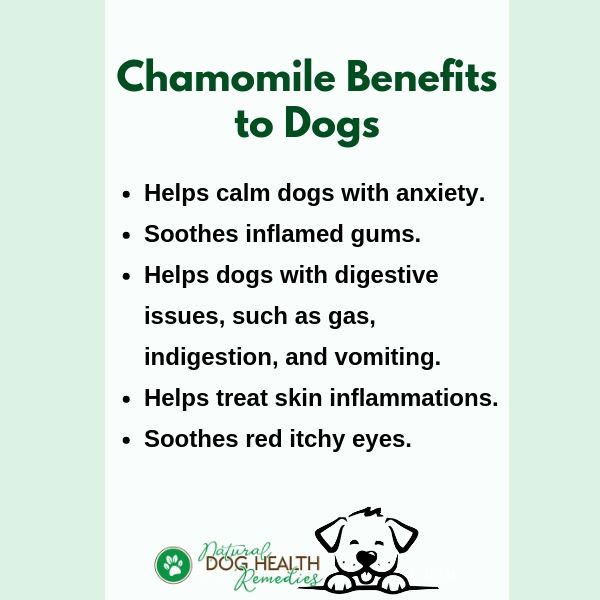 Benefits of Chamomile to Dogs