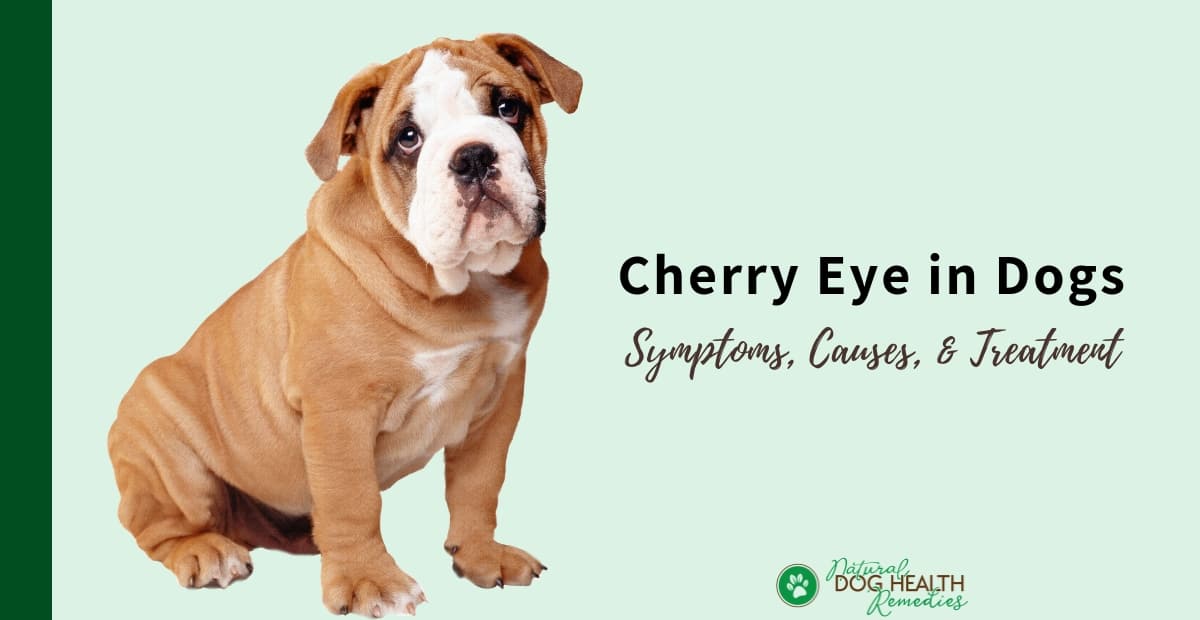 48 Top Images Cost Of Cherry Eye Surgery In Cats / Surgical Services