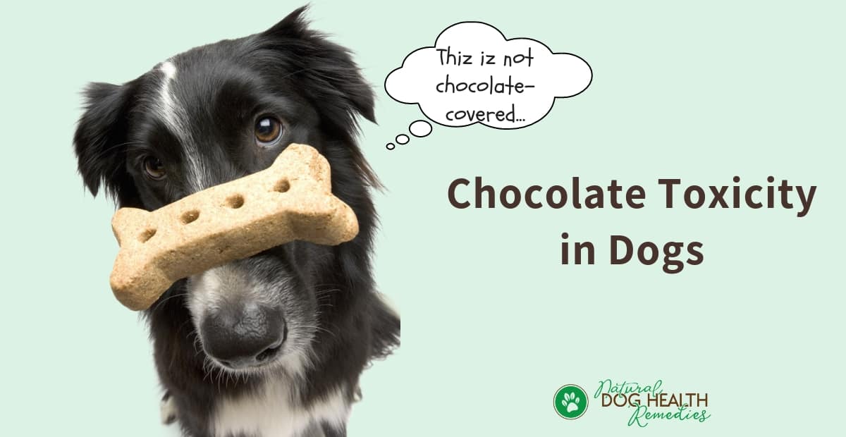 Dog Chocolate Toxicity Chart