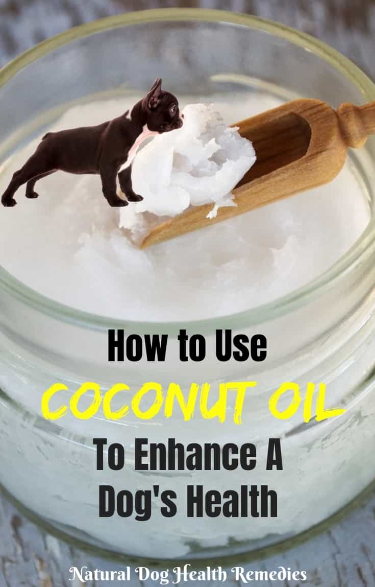 Coconut Oil Benefits for Dogs