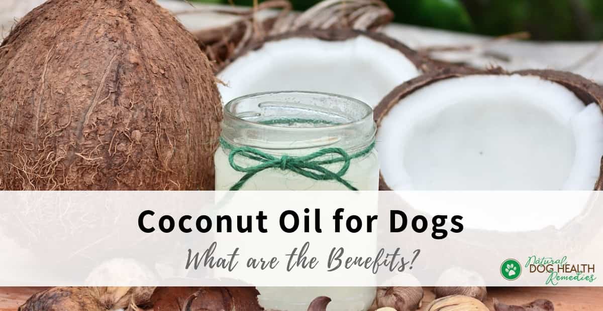 Coconut Oil Benefits for Dogs