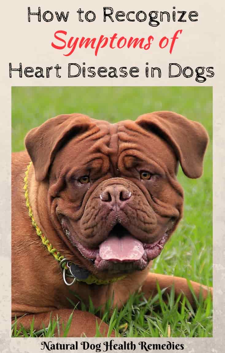 how can i tell if my dog has heart problems