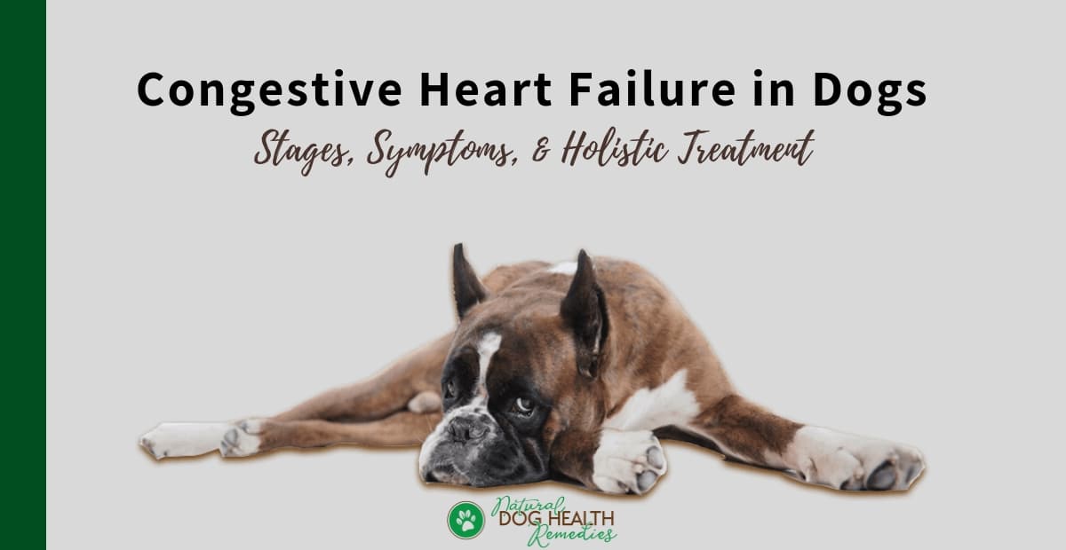 Is Heart Failure In Dogs Painful