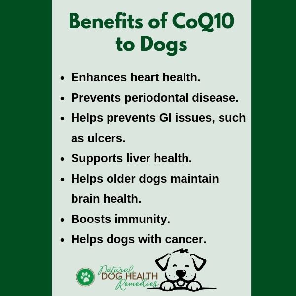 Benefits of CoQ10 to Dogs