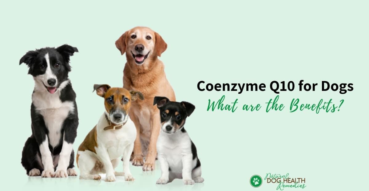 Coq10 for Dogs