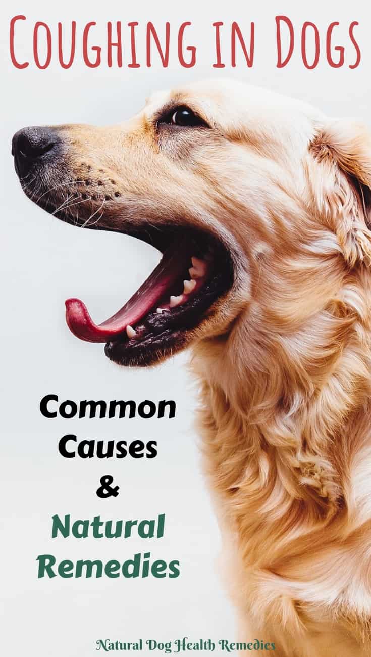 Coughing in Dogs
