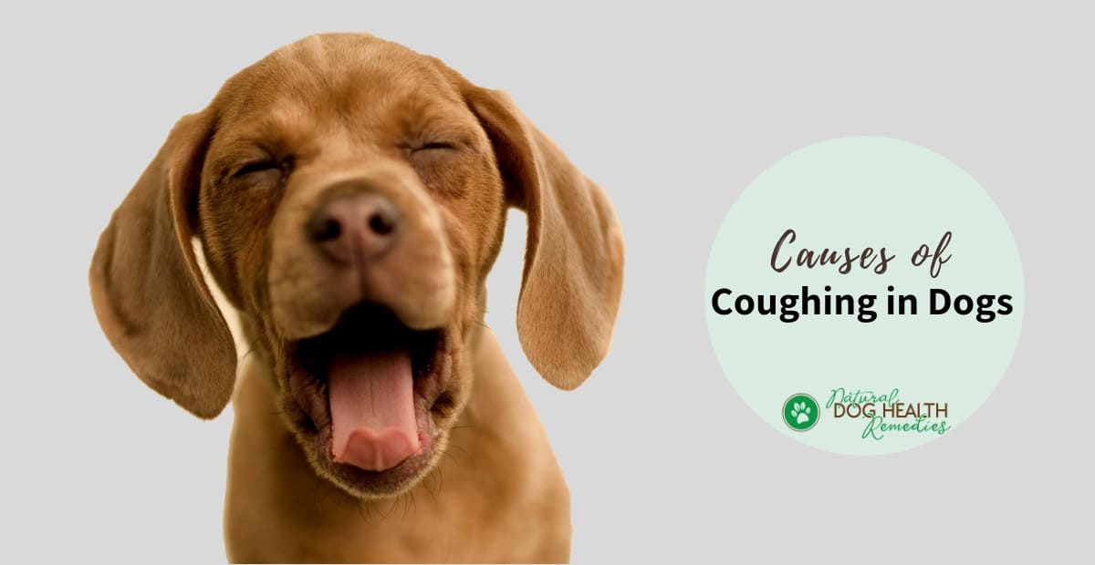 Coughing in Dogs