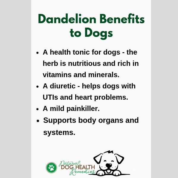 Benefits of Dandelion to Dogs