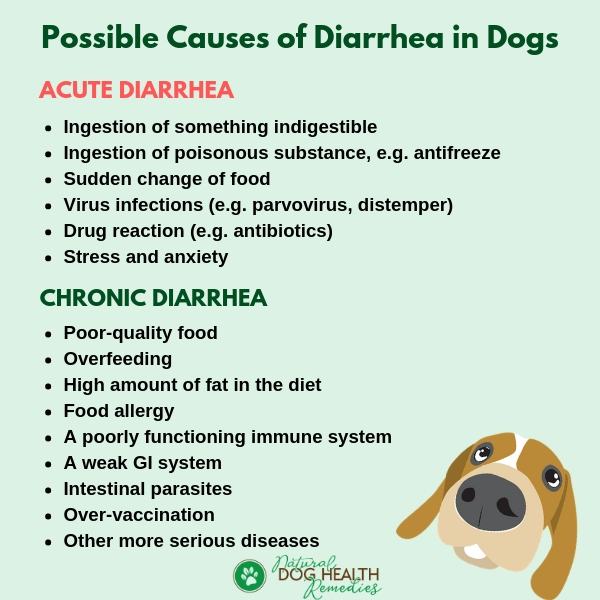 can medication cause diarrhea in dogs