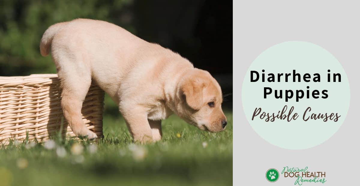 Diarrhea in Puppies