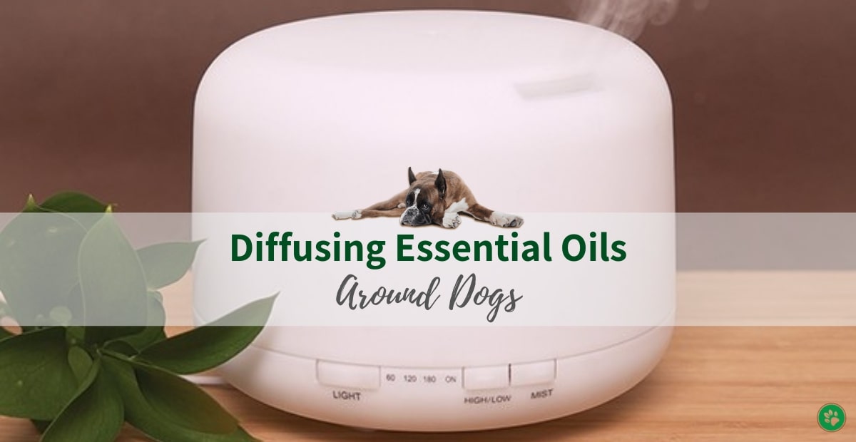 Diffusing Essential Oils Safely Around Dogs