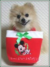 Dog Toy Safety