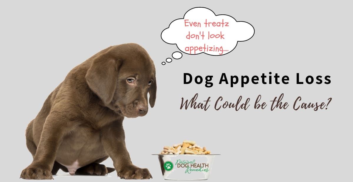 Dog Appetite Loss