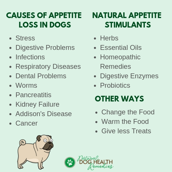 Causes of Loss of Appetite in Dogs