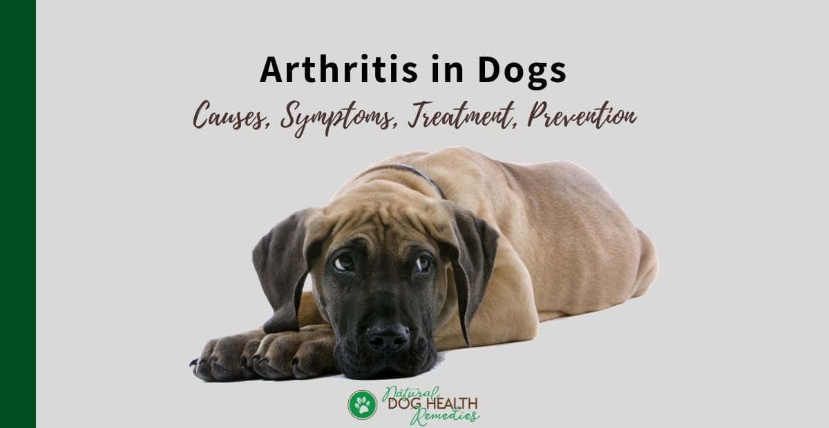 Dog Arthritis