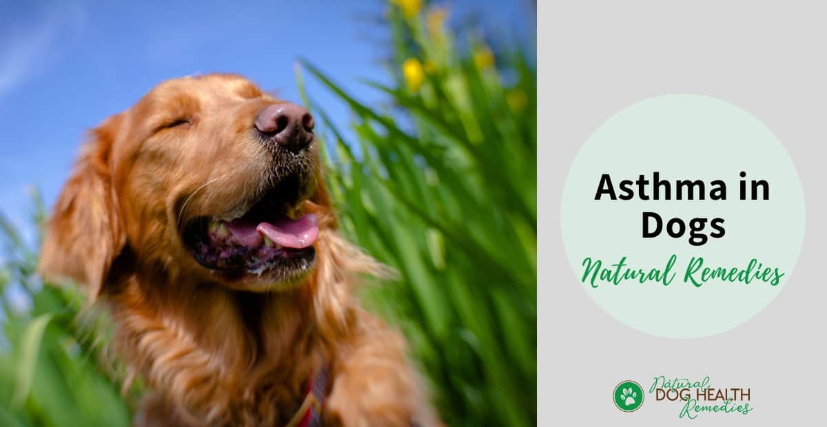 Dog Asthma Remedies