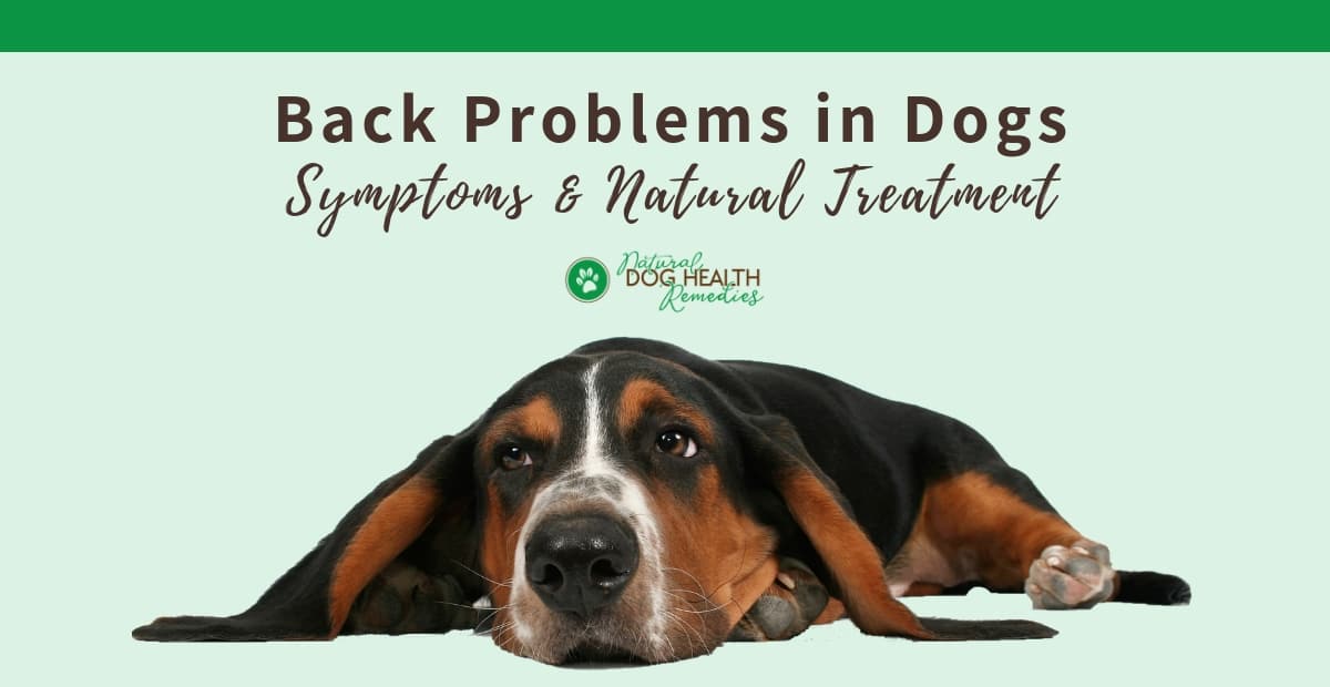 Dog Back Problems