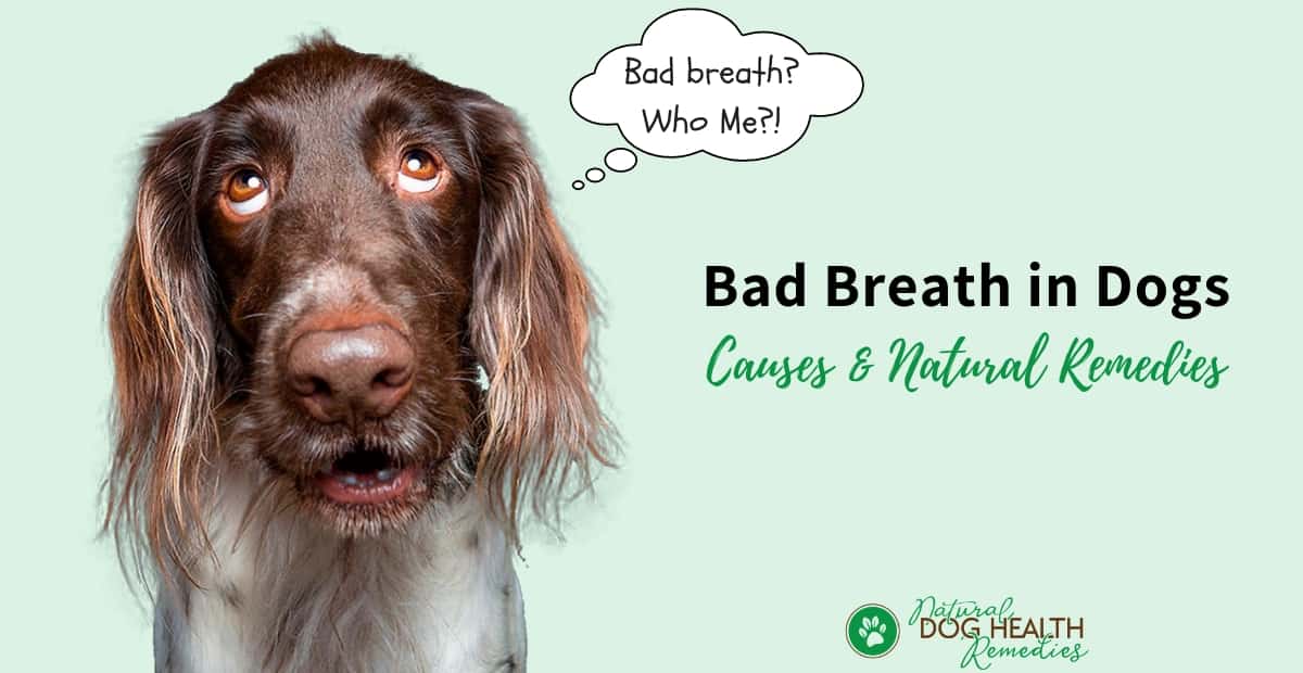 what causes dogs to have bad breath