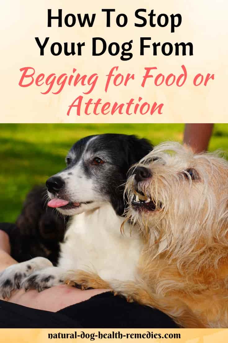 How To Stop Dog Begging
