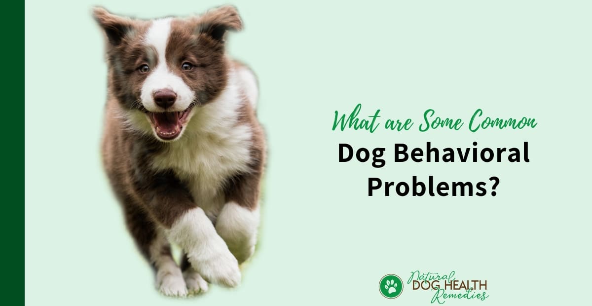 Dog Behavioral Problems