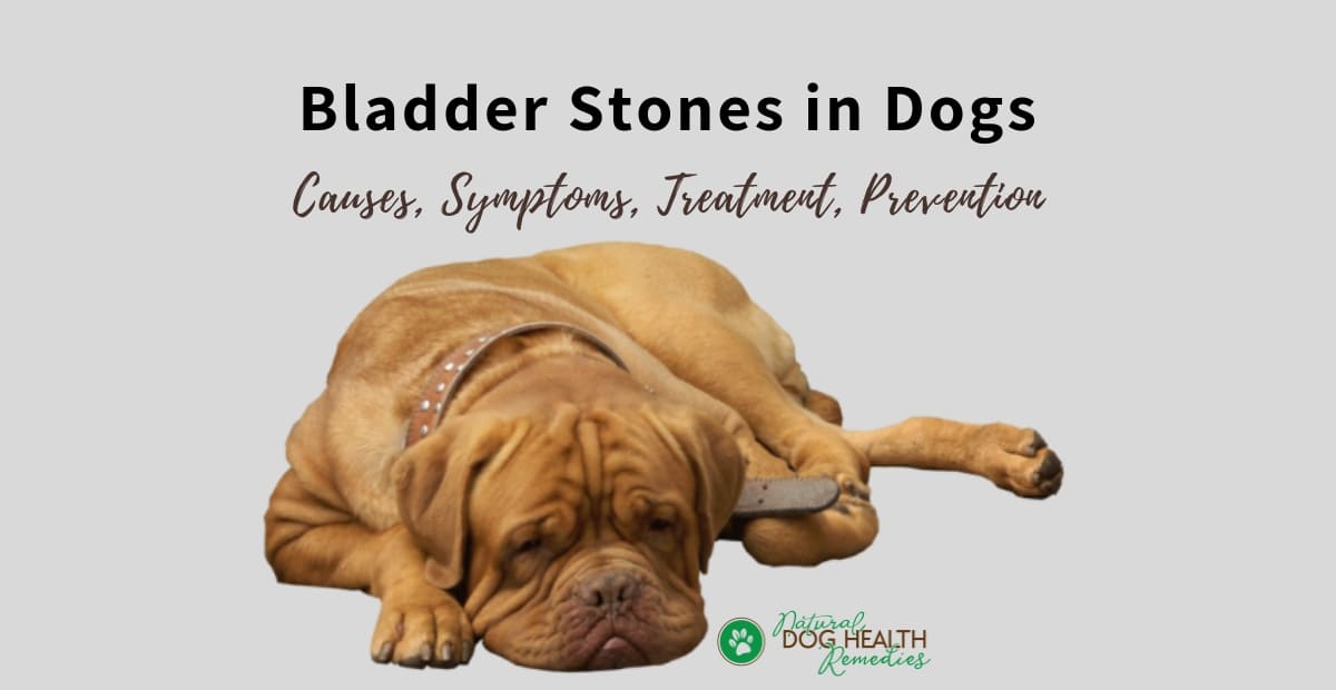 Dog Bladder Stones