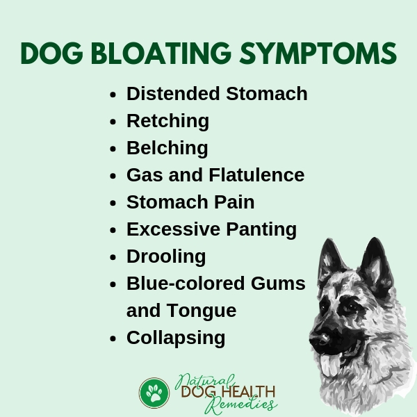 Dog Bloat Symptoms