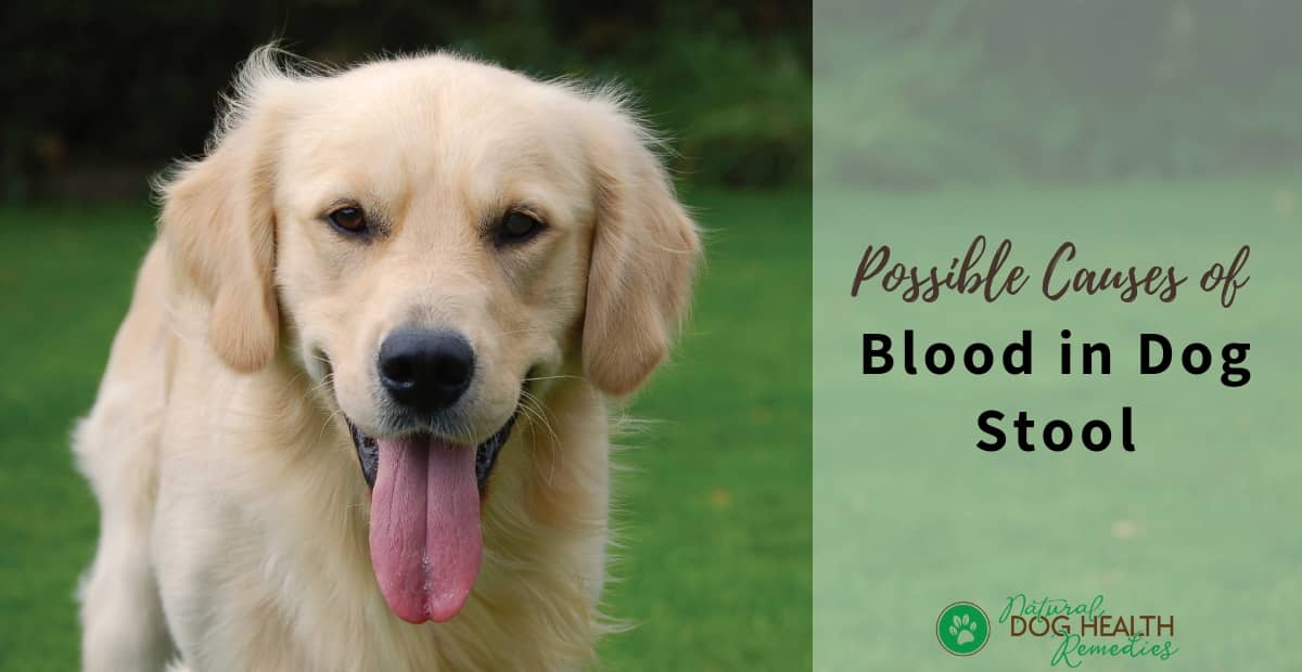 Causes of Blood in Dog Stool and Home Remedies