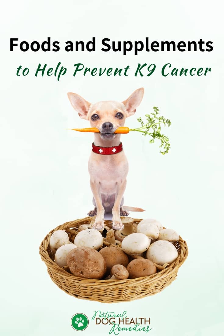 Foods to Prevent Canine Cancer