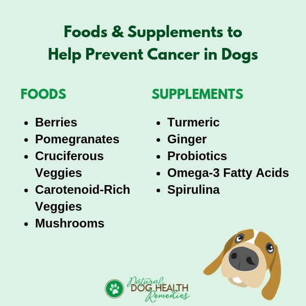 A List of Dog Cancer Fighting Foods
